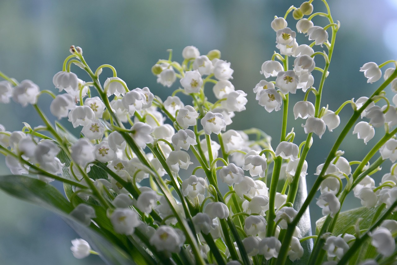 lilies of the valley flowers beautiful flowers white flowers petals flower wallpaper bloom blossom flora flower background plants nature
