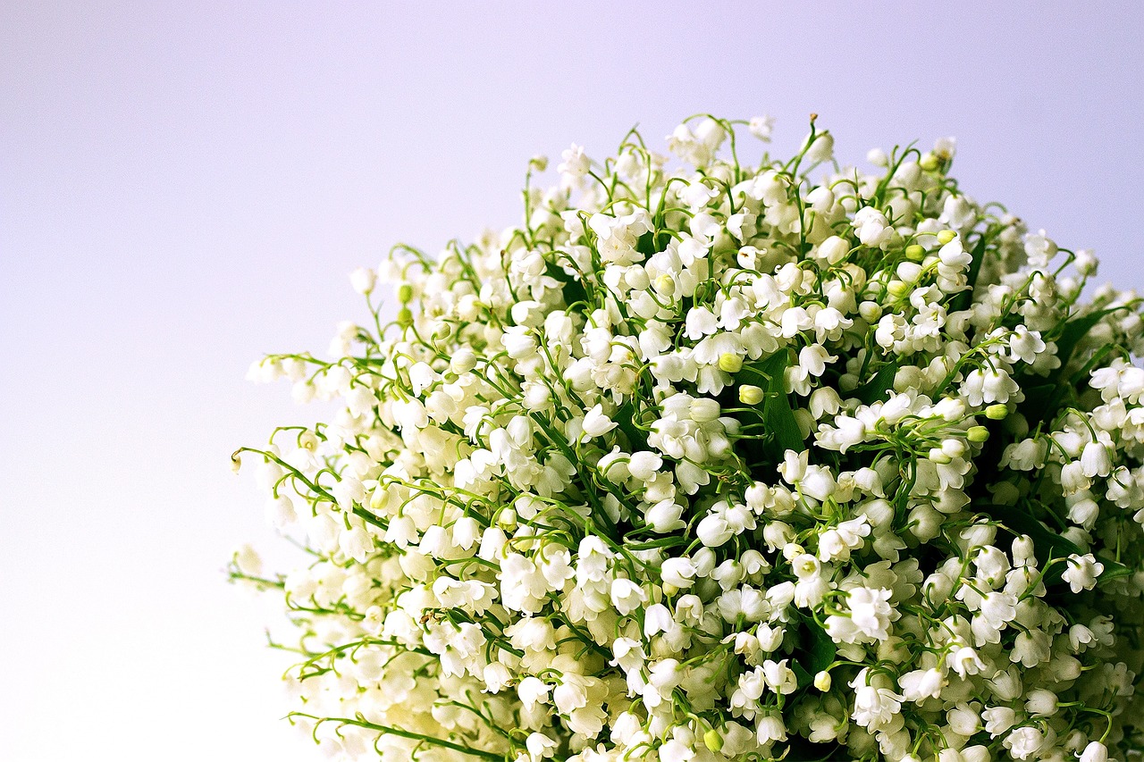 lily of the valley white flowers spring lily-of-the-valley nature blossom bouquet scented