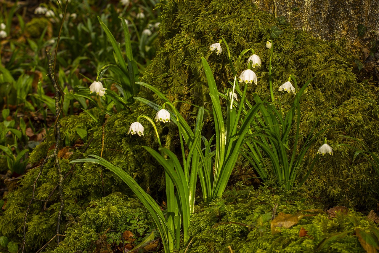 märzenbecher snowdrop wildflower spring flower bulb plant
