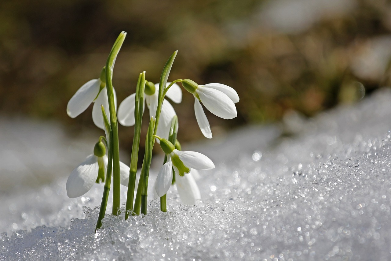 spring nature flower wallpaper beautiful flowers flower background snowdrop flower