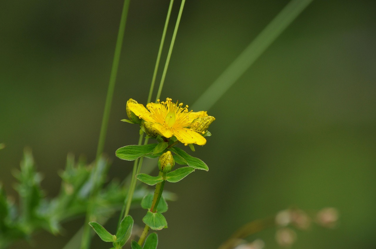 spotted st john's wort hypericum maculatum johannis herbs edges-st john's wort hypericum st john's wort plant blossom bloom yellow