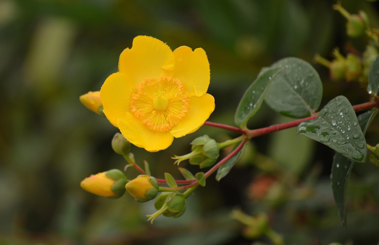 flower plant beautiful flowers flower wallpaper large-flowered st john's wort blossom bloom nature close up summer plant st john's wort hypericum patulum yellow flower yellow yellow flowers flower background st john's wort plants