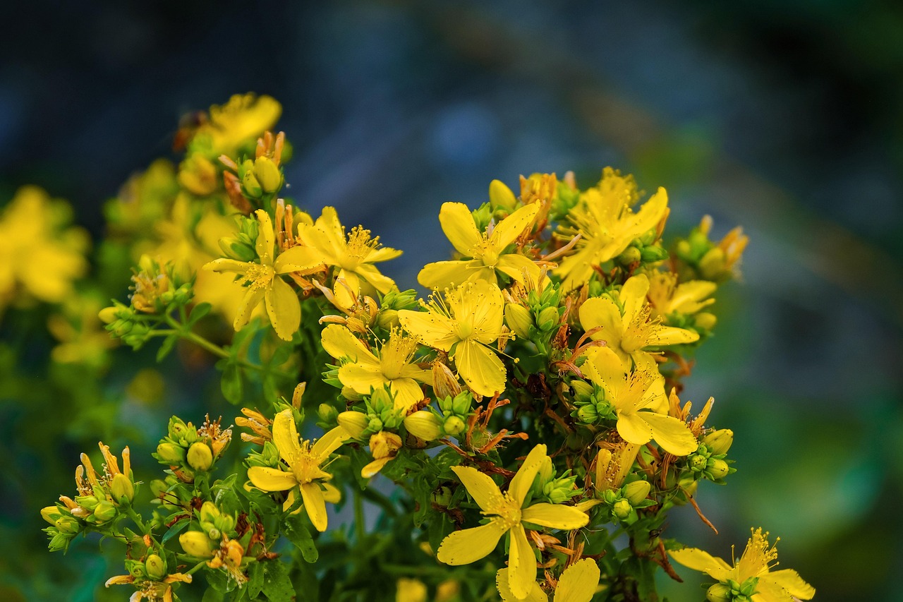 johannis herbs blossoms yellow bloom wort hypericum perforatum common st john's wort nature shrub