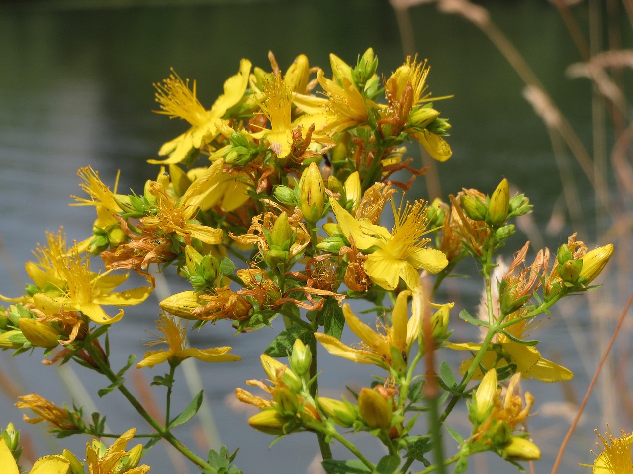 hypericum perforatum perforate st john's-wort nature common saint john's wort st john's wort wildflower flora plant botany