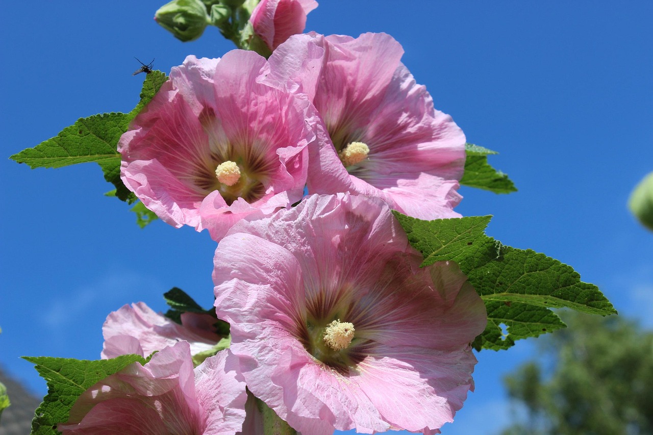 hollyhock blossoms pink garden hollyhock nature beautiful flowers hollyhock blossom flower background flower wallpaper flower ornamental plant
