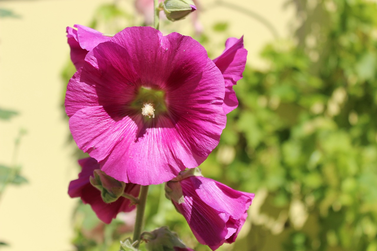 hollyhock blossom bloom hollyhock flower garden hollyhock bright red