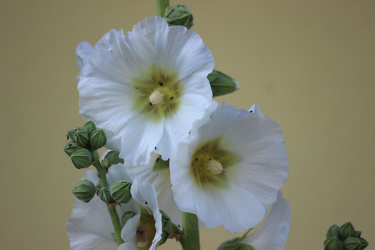 hollyhock mallow white garden hollyhock blossoms malvaceae