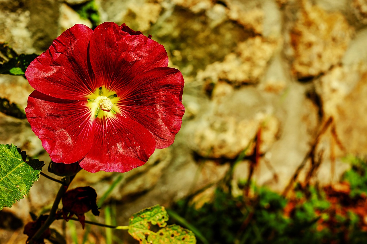 hollyhock flower wallpaper flower background common peony flower blossom bloom bright dark red nature plant mallow family poplar rose hollyhock flower flora beautiful flowers malvaceae bloom