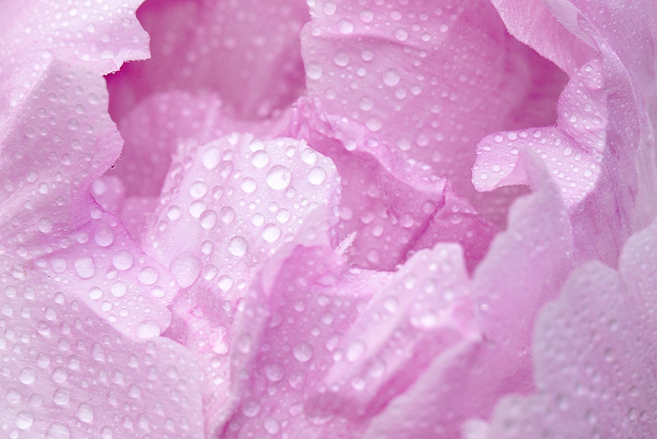 pink peony macro blossom bloom droplets petal drops pink pink peony peony peony peony peony