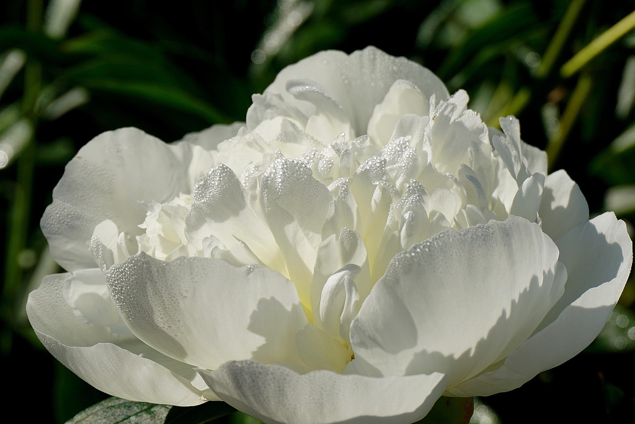 flower peony plants flower wallpaper cereal herb botany garden flora spring close up blooming beautiful flowers gardening flower background nature white bloom peony flower sending out the holy spirit has blossomed