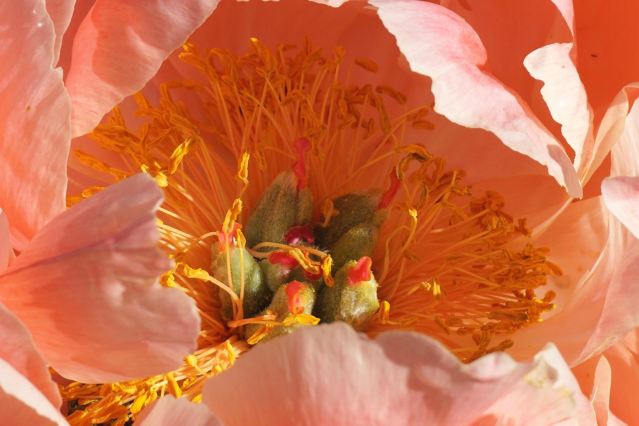 peony flower plants cereal bloom nature flower background closeup wild nature herb botany garden flower wallpaper flora spring close up beautiful flowers pink peony pink flower pink petals peony flower blooming gardening sending out the holy spirit has blossomed