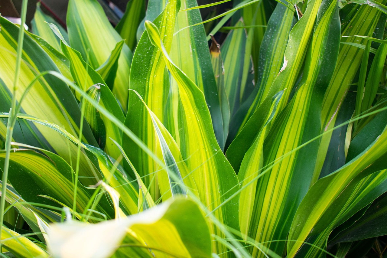 green plants fragrant dracaena dracaena blade dracaena dracaena dracaena dracaena dracaena