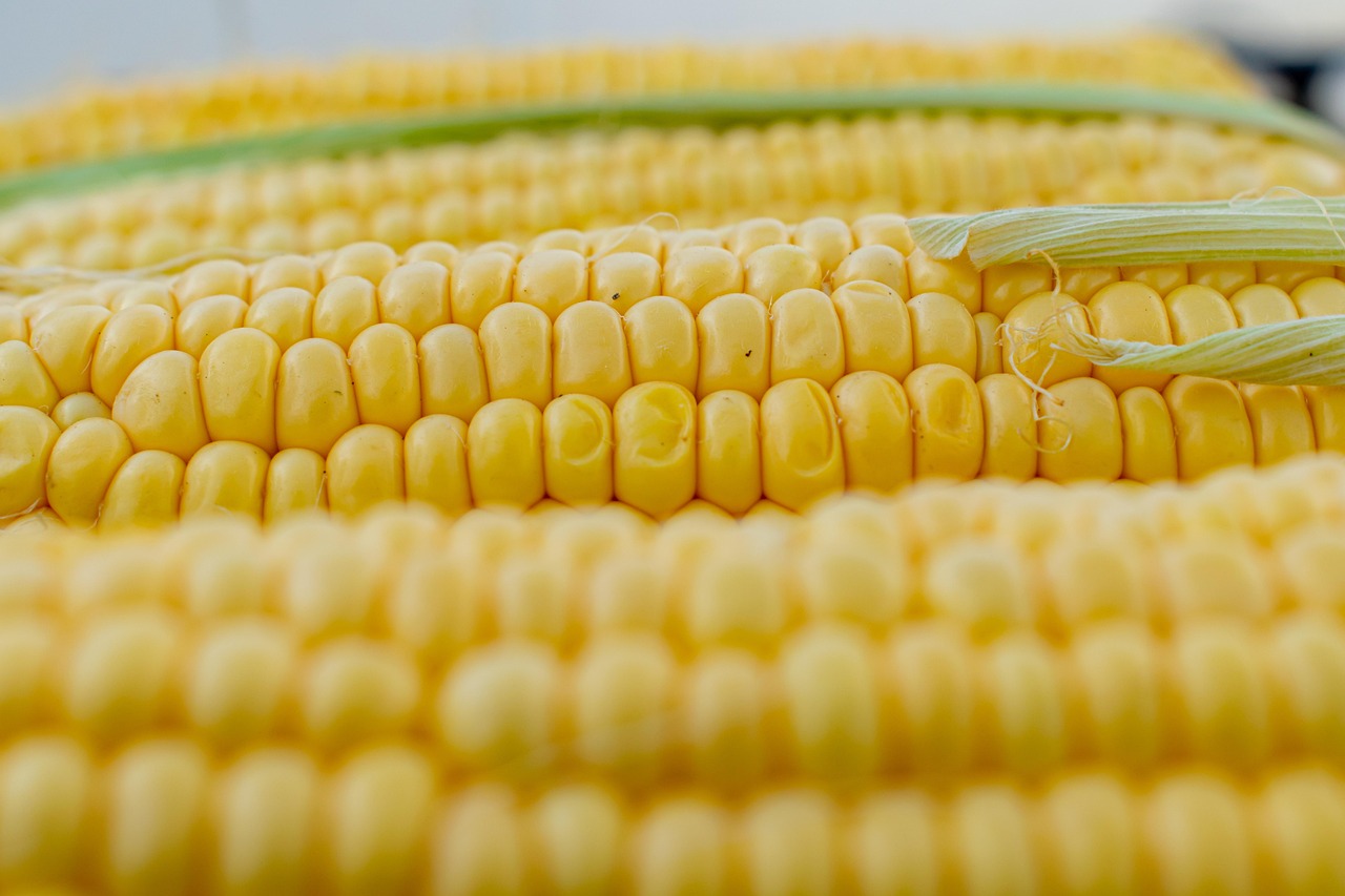 corn corn on the cob corn kernels yellow grill vegetables flora sweet corn nourishment meal close up structure texture corn corn corn corn corn