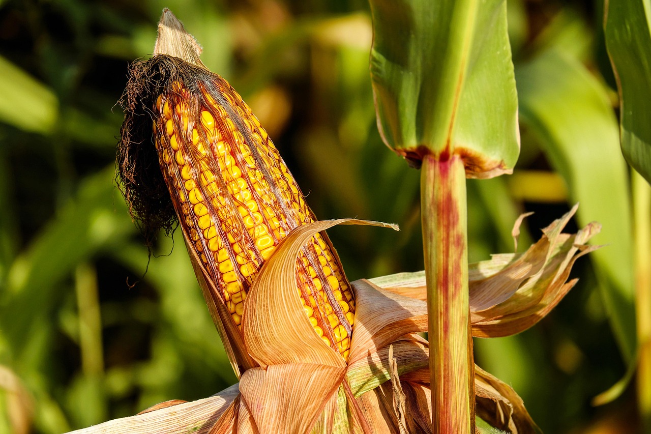 corn food field vegetable corncob corn on the cob crop plant plantation cornfield farm nature corn corn corn corn corn
