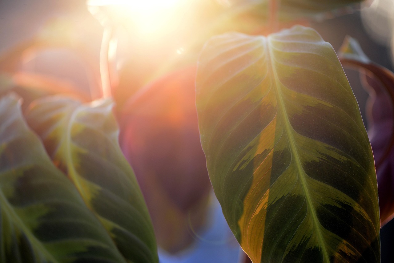 calathea basket marante tropical exotic sunlight green leaves plant houseplant nature calathea calathea calathea calathea calathea