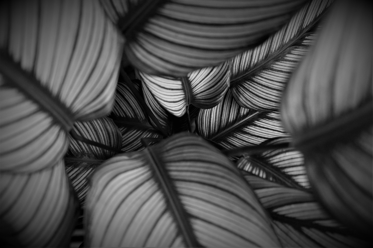 detail structure houseplant botany depth maze windows wallpaper calathea calathea ornata ornata mac wallpaper beautiful wallpaper cool backgrounds leaves macro full hd wallpaper background free wallpaper decorative decoration 4k wallpaper 1920x1080 desktop backgrounds nature 4k wallpaper free background calathea plant wallpaper hd wallpaper 4k labyrinth marantaceae ornata kaleidoscope laptop wallpaper hd wallpaper