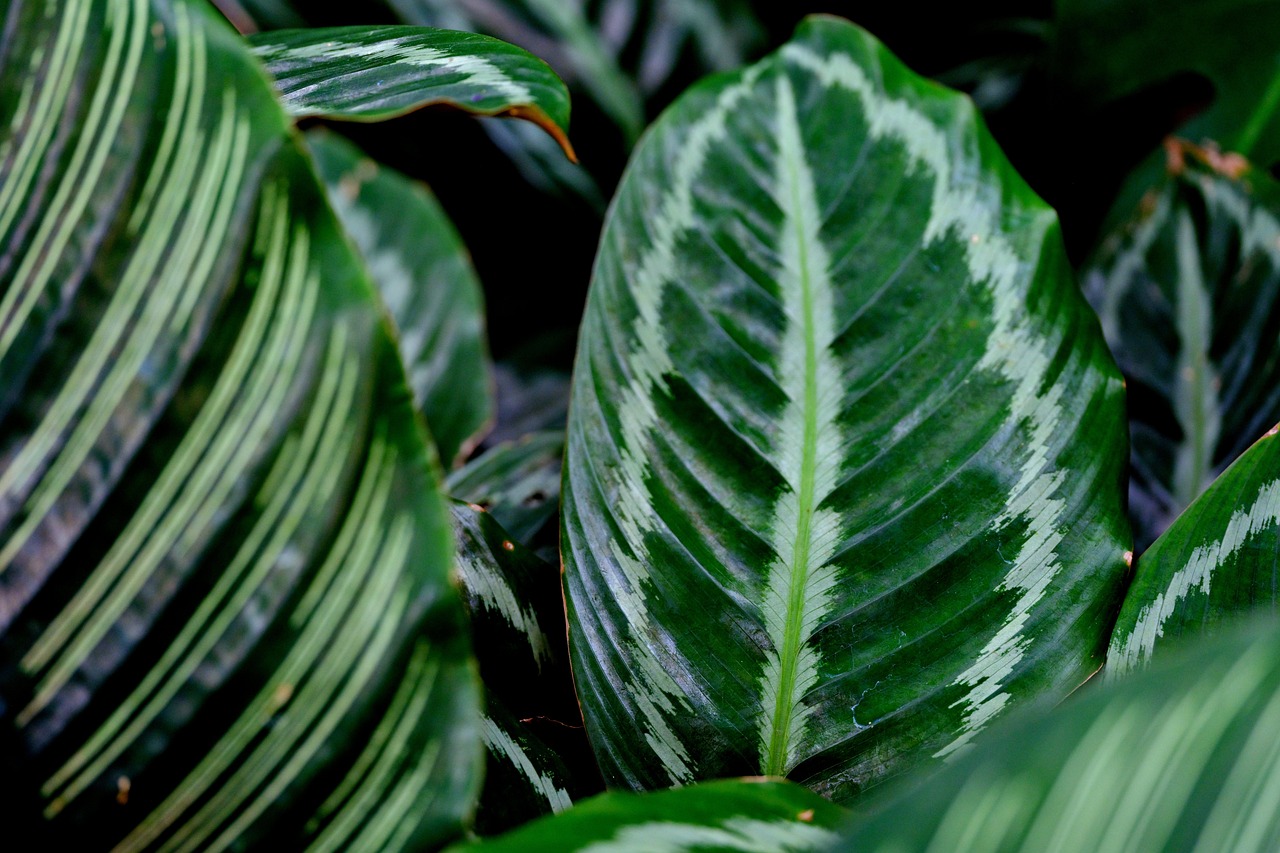 leaves plant calathea goeppertia veithiana nature