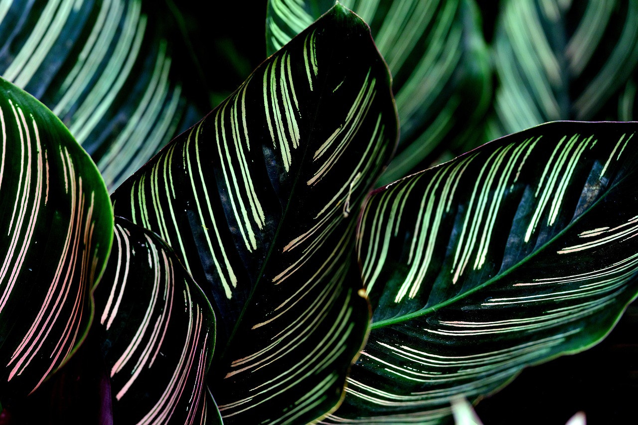 calathea leaves stripped line pattern nature plant calathea calathea calathea calathea calathea