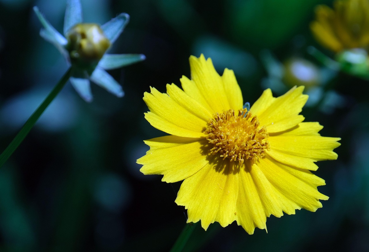 flower flora beautiful flowers nature bloom flower background blossom flower wallpaper botany coreopsis flower lance-leaved coreopsis
