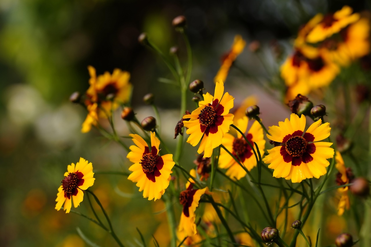 cosmos yellow flowers flower wallpaper flora flower background nature beautiful flowers garden