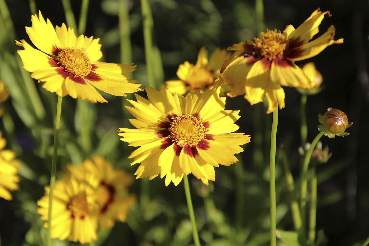 girl eye flower yellow blossom bloom flower background nature flower wallpaper garden summer bright beautiful flowers close up pollen coreopsis