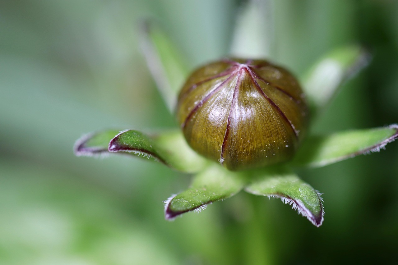 large floral girl's eye girl eye bud green beautiful face coreopsis coreopsis coreopsis coreopsis coreopsis coreopsis