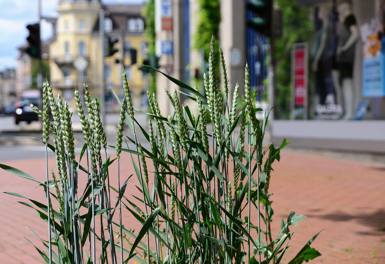 grain pedestrian zone city planting downtown to water hesse