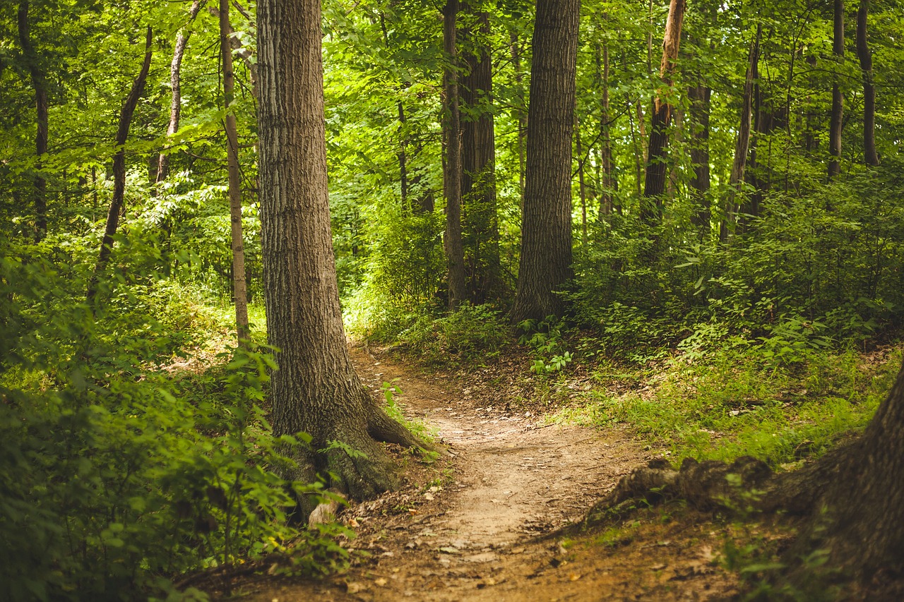 forest trees woods nature outdoors path woodlands glade trail forest path forest trail nature path nature trail forest forest forest forest forest