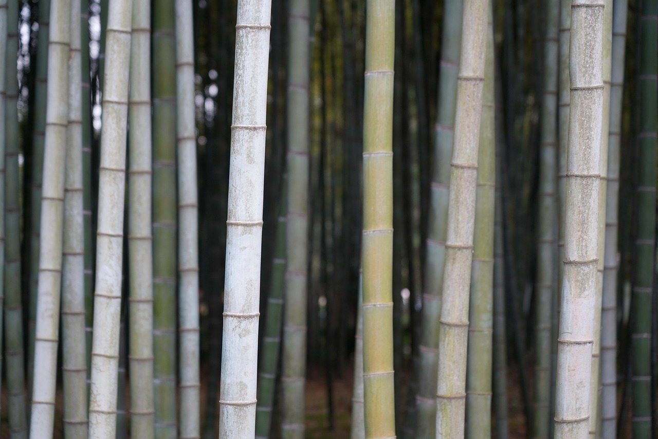 bamboo nature tree plant green jungle reed forest
