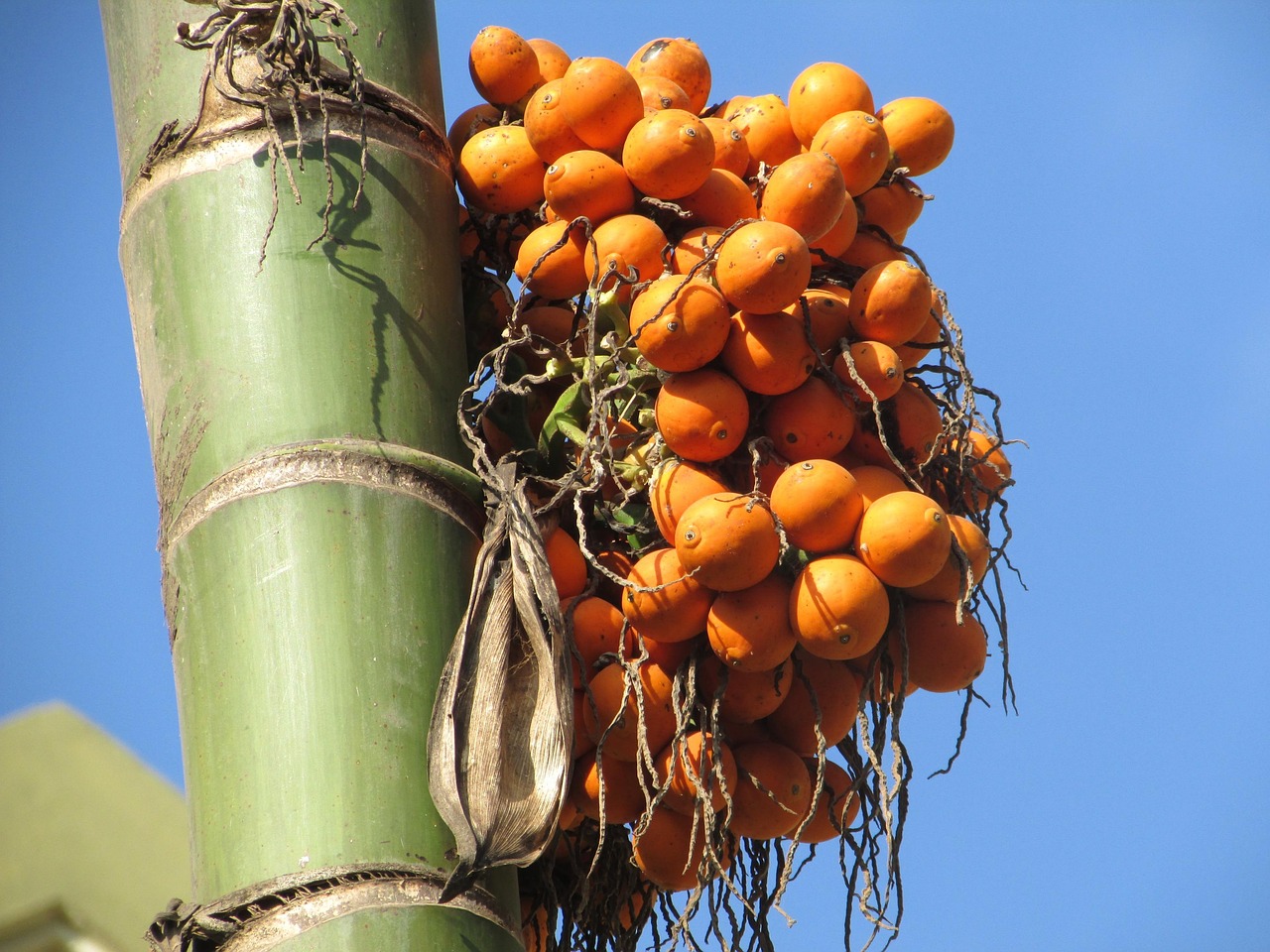 areca nut palm seed areca palm areca catechu bamboo dharwad india areca nut areca nut areca nut areca nut areca nut areca palm areca catechu