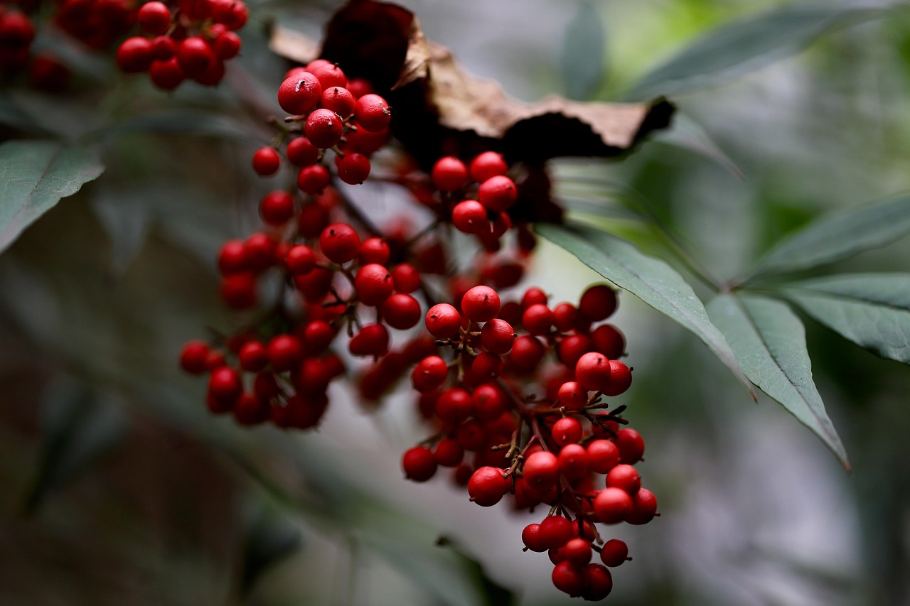 heavenly bamboo nandina domestica sacred bamboo nandina berry shrub plant nature chinese sacred bamboo close up