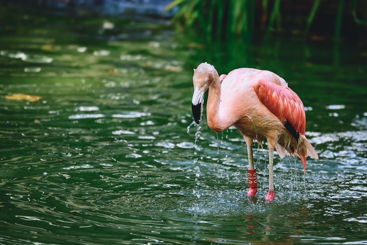 flamingo nature bird animal naturally plumage wildlife ornithology feathers colour pink water water bath wet flamingo flamingo flamingo flamingo flamingo