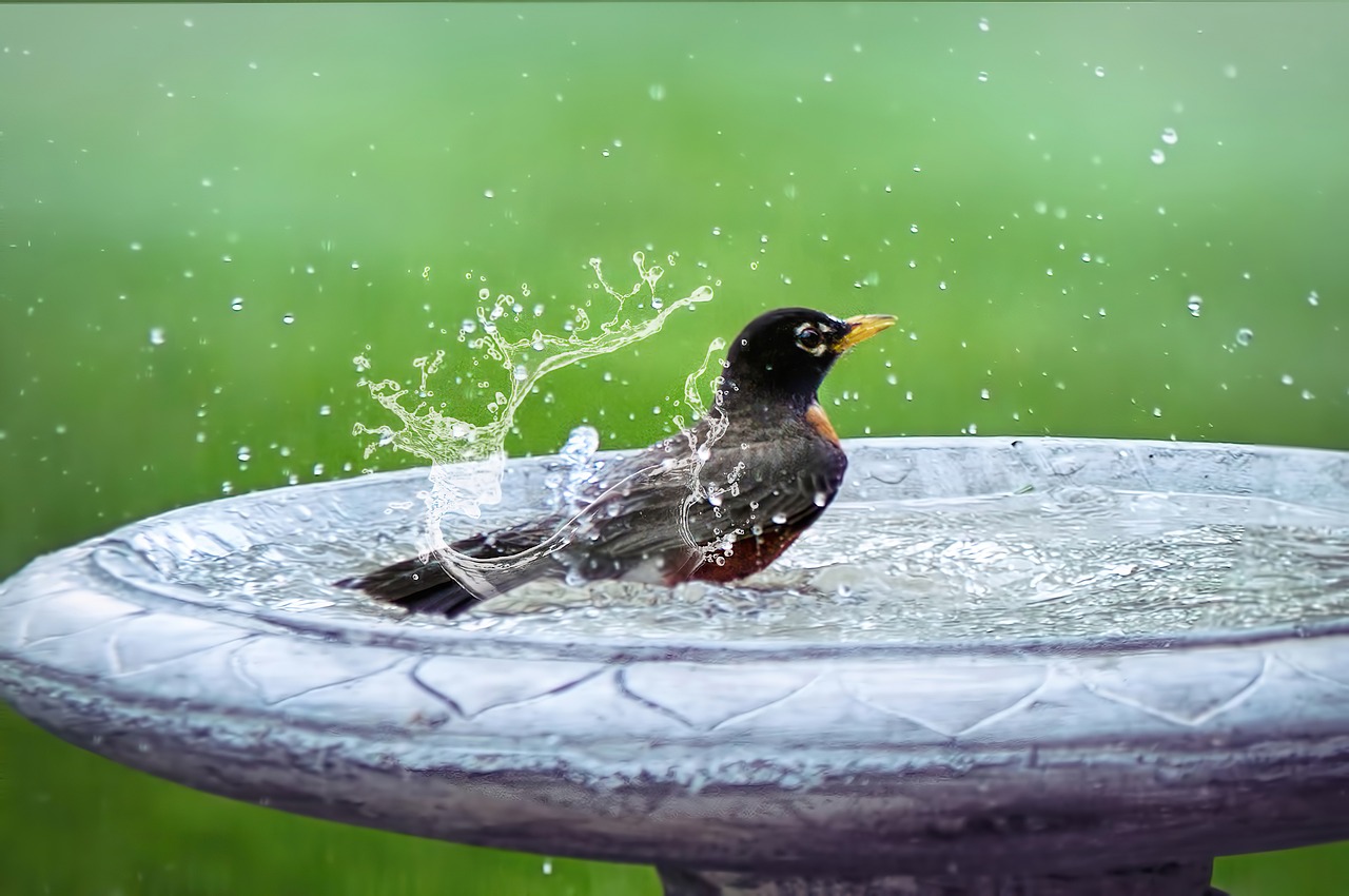 bird bath splashing bird in bath bird summer bathing wildlife cute washing nature robin bird bath bird bath bird bath bird bath bird bath bird bird robin robin