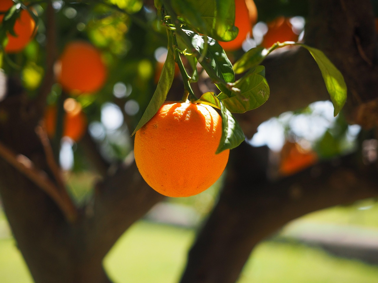 orange fruit tree orange tree orange fruit fresh fresh fruit harvest organic produce fresh produce nature orchard orange orchard citrus fruit citrus rutaceae citrus tree vitamin c fresh orange orange grove ripe ripe orange fruit tree