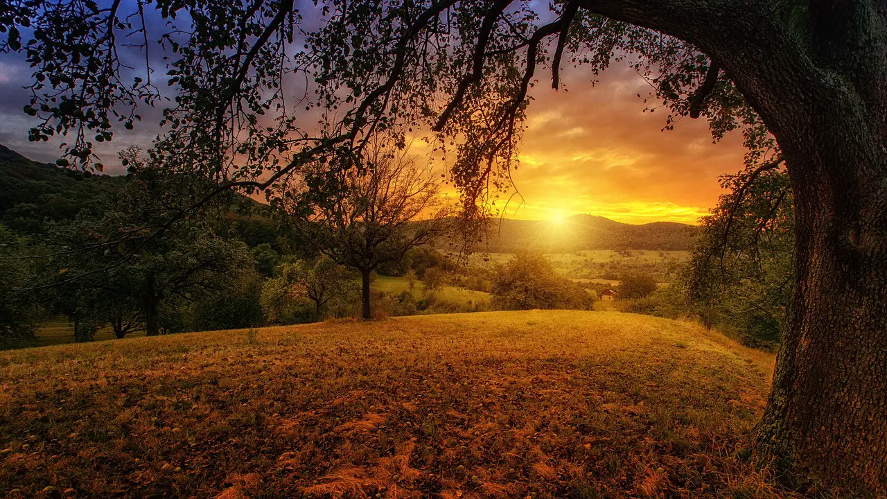 nature tree dawn landscape panorama sun branches sunlight orange environment nature nature nature nature tree tree tree landscape landscape landscape landscape landscape sun sun sun environment environment