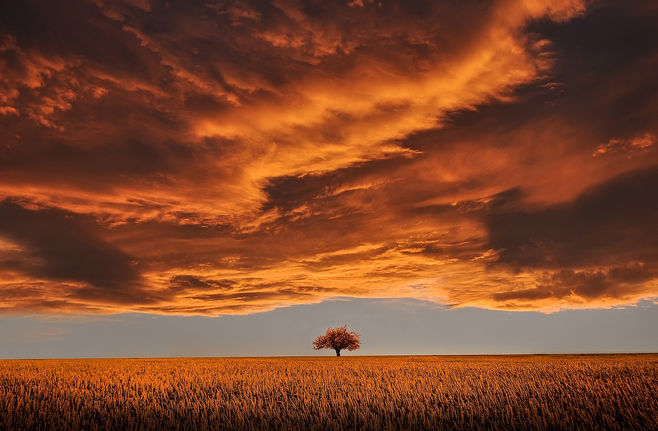 tree field sunset clouds sky horizon single tree meadow dusk twilight overcast overcast sky rural nature countryside orange sky