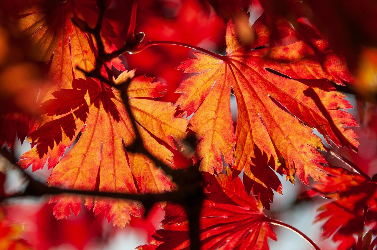 foliage leaves autumn nature tree maple tree red orange
