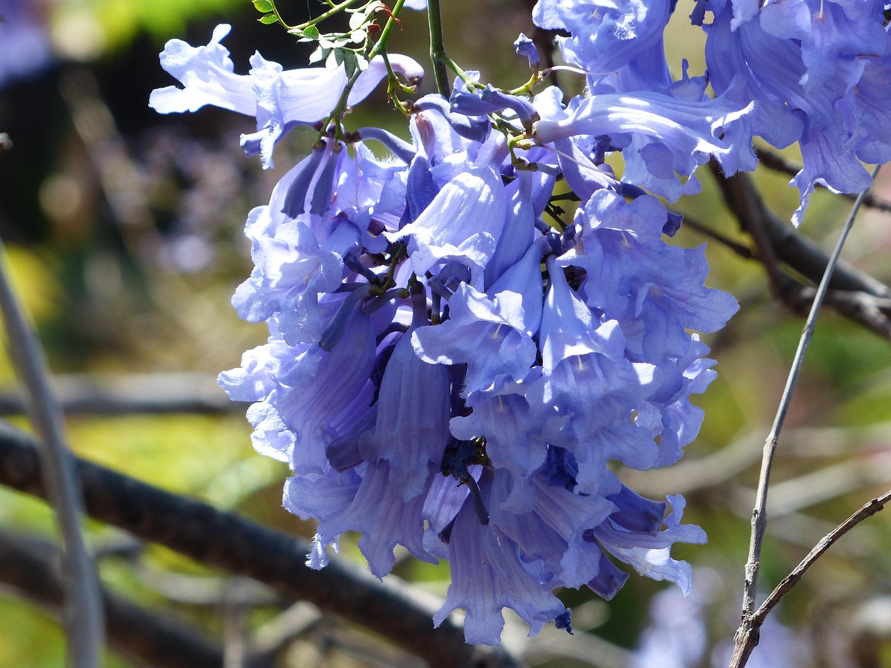 blossoms light blue purple tree trumpet making nature rosewood tree jacaranda mimosifolia jacaranda chelonia griseb trumpet tree bignoniaceae jacaranda wrong rosewood blooming ornamental plant ornamental tree