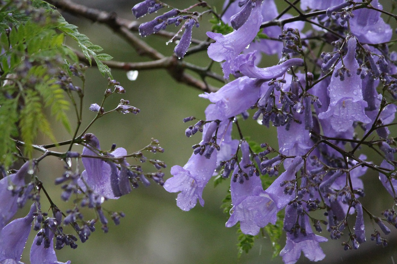 flowers purple wet rain nature jacaranda tree branch flower wallpaper flower background beautiful flowers spring