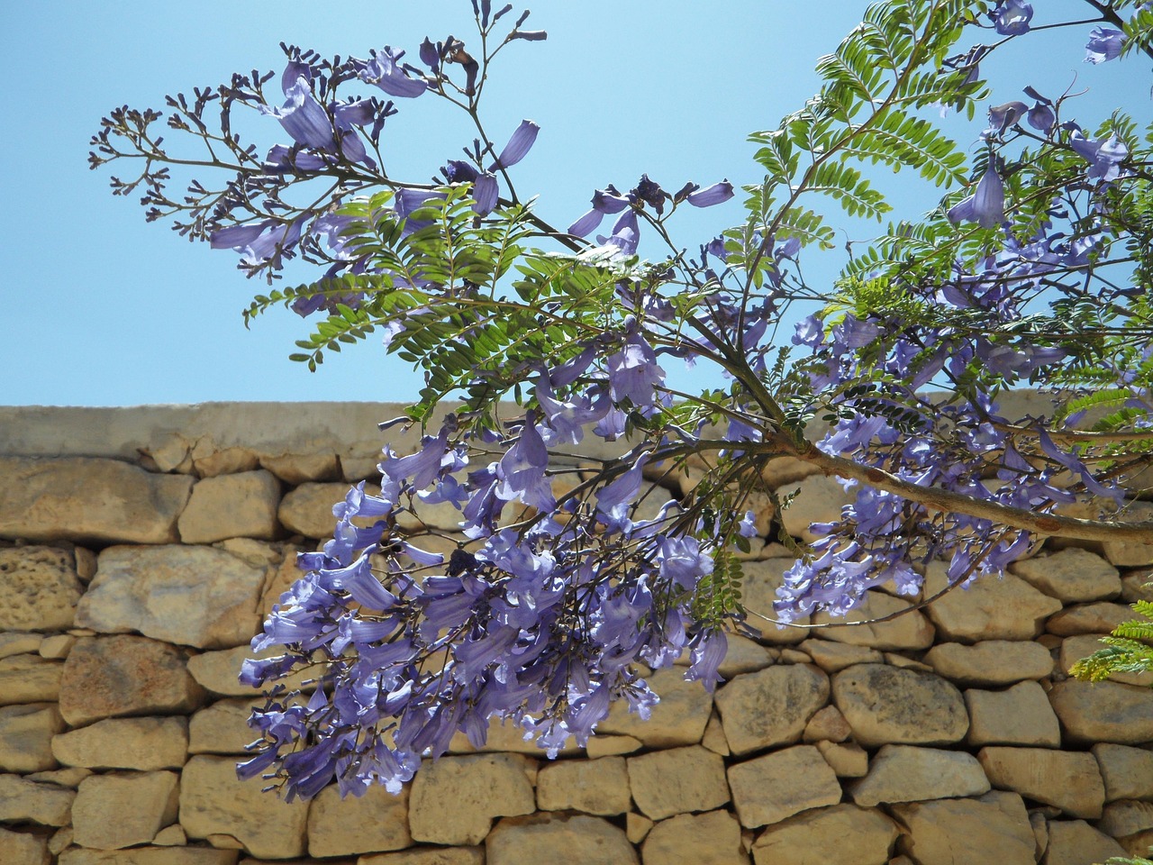jacaranda tree blossom bloom nature blossom bloom airy easy feathered