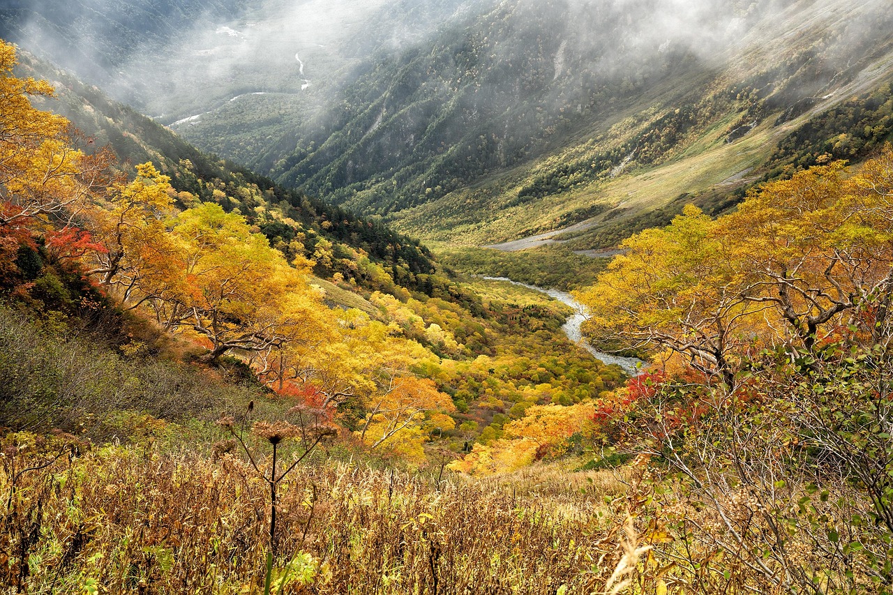 natural autumn yellow leaves autumnal leaves mountain valley forest nature meadow subalpine zone japanese alps japan