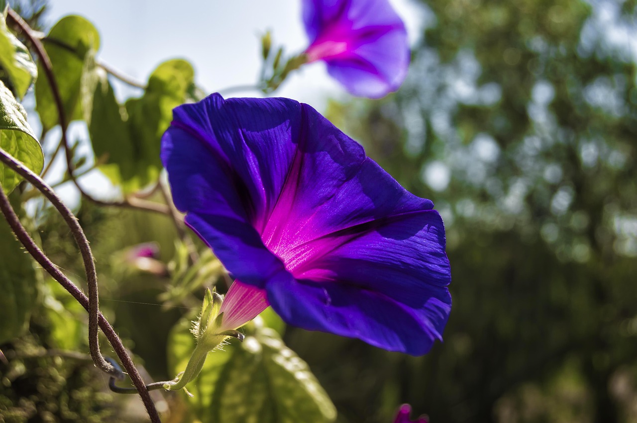 morning glory bluebells purple flowering morning glory morning glory morning glory morning glory morning glory bluebells