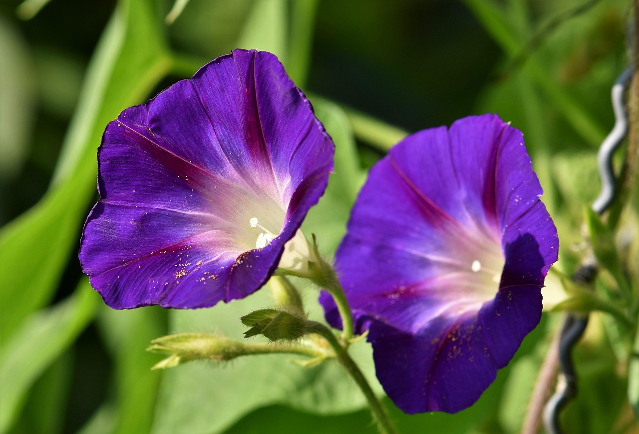flower beautiful flowers morning glory botany flower wallpaper plant flora flower background bloom blossom nature growth