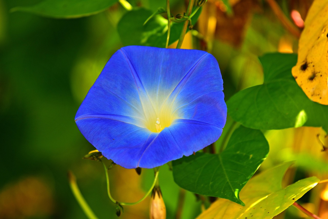 morning glory flower background flower blue flower flower wallpaper petals blue petals bloom blossom flora beautiful flowers leaves foliage plant nature close up