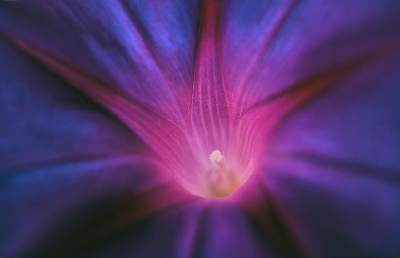 purple pageantry winds blossom bloom flower violet ipomoea purpurea winds morning glory purple climber plant petals flower wallpaper beautiful flowers flower background nature bindweed