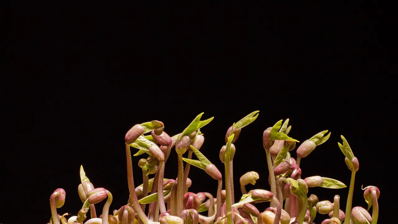 seedlings germination sprouts mung beans mung bean sprouts sowing seedlings seedlings seedlings seedlings seedlings germination germination germination germination germination sprouts sprouts sprouts mung beans sowing