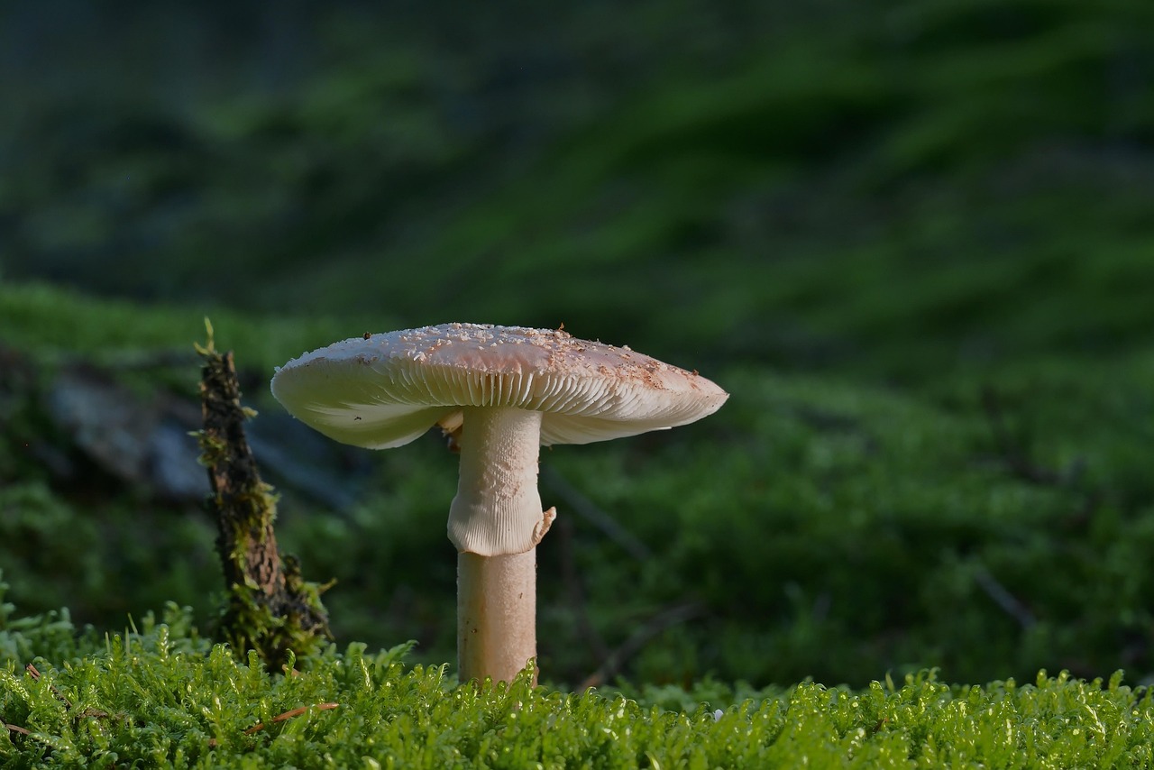pearl fungus mushroom moss forest floor forest nature mushroom mushroom mushroom mushroom mushroom moss forest forest