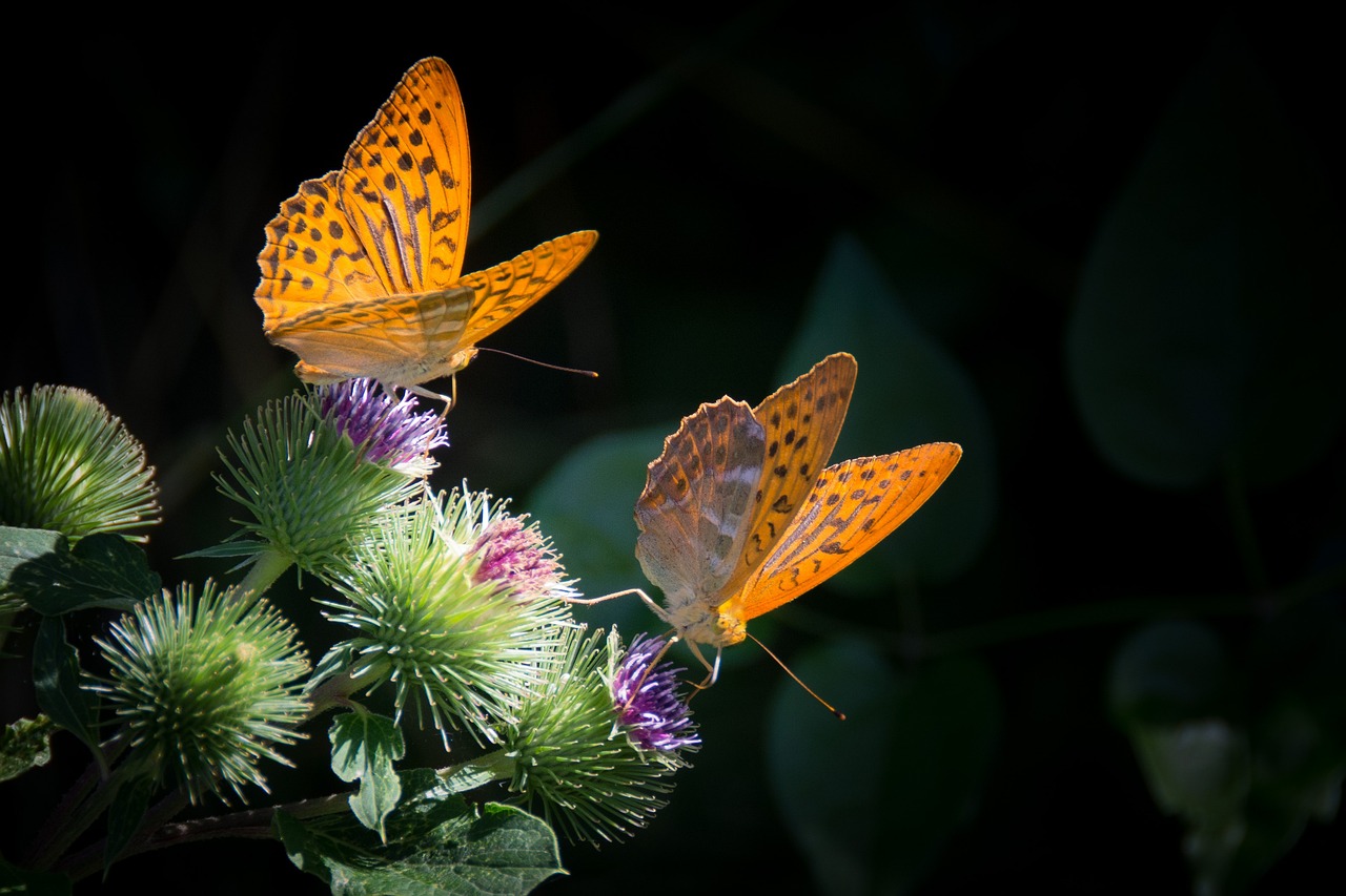 silvery mother-of-pearl butterfly butterfly nature orange insect nature nature nature nature nature