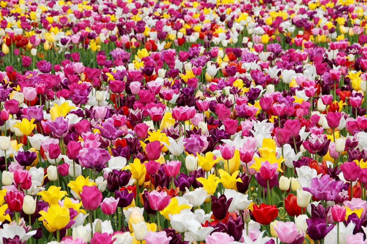 tulips flowers field tulip farm flower wallpaper tulip field colorful colorful flowers garden tulip garden flower garden bloom blossom beautiful flowers flower background flora floriculture horticulture botany nature plants tulpenbluete field of flowers holland