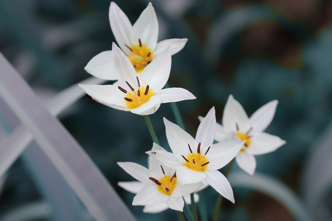wild tulip nature tulipa sylvestris vineyard tulip forest-tulip blossoms white spring petals tulip blossom wild outdoors tulip stamens forest